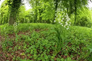 Sword: Sword-leaved helleborine - group of flowers - in