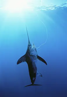 Swordfish: Swordfish hooked on line