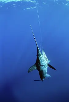 Swordfish: Swordfish hooked on line