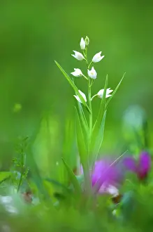 Longifolia: Swordleaf-Helleborine