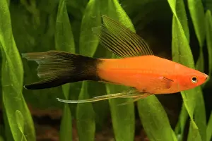 Swordtail: Swordtail