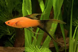 Swordtail: Swordtail