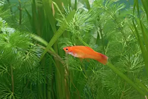 Swordtail: Swordtail Fish - female side view by weeds