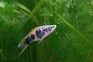 Swordtail: Swordtail Fish - male side view by weeds