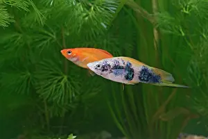 Swordtail: Swordtail - pair side view by weeds