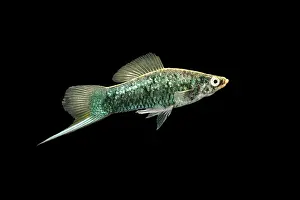 Swordtail: SWORDTAIL / PLATY Fish