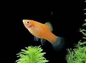 Swordtail: SWORDTAIL / PLATY hybrid