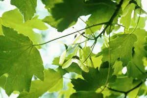 Pseudoplatanus: Sycamore