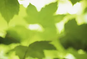 Pseudoplatanus: Sycamore