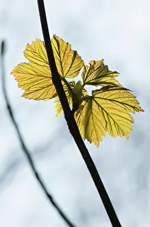 Pseudoplatanus: Sycamore