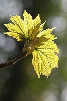 Pseudoplatanus: Sycamore