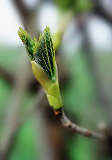 Pseudoplatanus: Sycamore