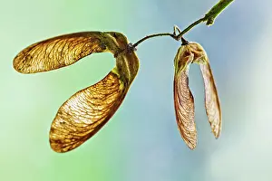 Pseudoplatanus: Sycamore
