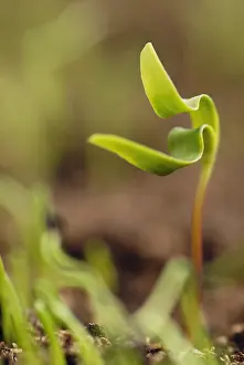 Seedlings: Sycamore