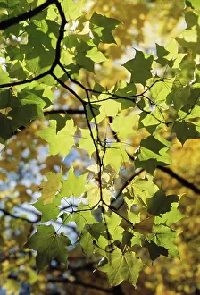 Pseudoplatanus: Sycamore