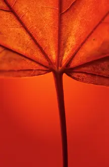 Pseudoplatanus: Sycamore
