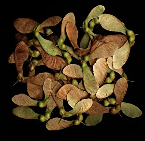 Saved: Sycamore