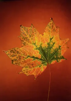 Ageing: Sycamore