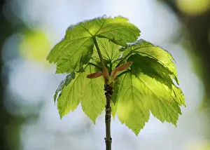 Optimism: Sycamore