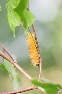 Sycamore: Sycamore