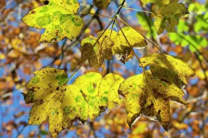 Oever: Sycamore