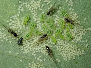 Lice: Sycamore aphid (Periphyllus), pests, young and adults
