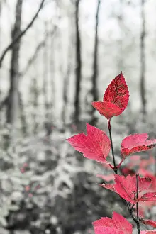 Setting: Sycamore branch in forest setting