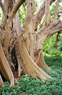 Figs: Sycamore Fig - Butteresses
