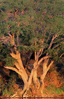 Figs: Sycamore Fig - in evening light, on the bank of