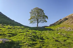 Lough: Sycamore Gap tree - single sycamore tree standing