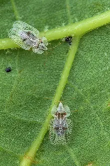 Alien: Sycamore Lace Bug (Corythucha ciliata), St Jean