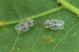 Alien: Sycamore Lace Bug (Corythucha ciliata), St Jean
