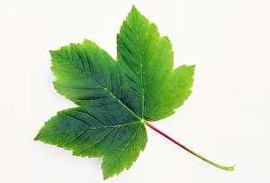 Pseudoplatanus: Sycamore Leaf
