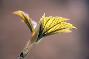 Pseudoplatanus: SYCAMORE - leaf