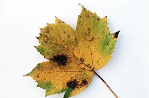 David C Dixon: SYCAMORE LEAF