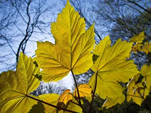 Birmingham: Sycamore leaves - Birmingham UK