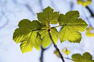Pseudoplatanus: Sycamore leaves - Newly emerged leaves in the spring