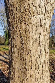Maples: Sycamore maple (Acer pseudoplatanus) Purpureum