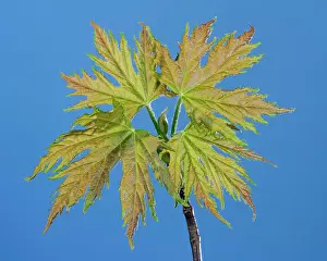 Pseudoplatanus: Sycamore Maple - buding in spring