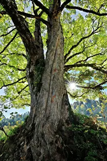 Maples: Sycamore Maple False Plane-tree Great Maple Scottish