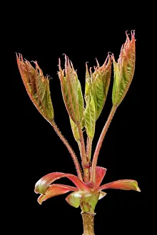 Pseudoplatanus: Sycamore Maple - leaf bud opening in spring