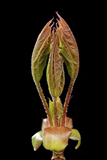 Pseudoplatanus: Sycamore Maple - leaf bud opening in spring