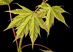 Pseudoplatanus: Sycamore Maple - leaf bud opening in spring