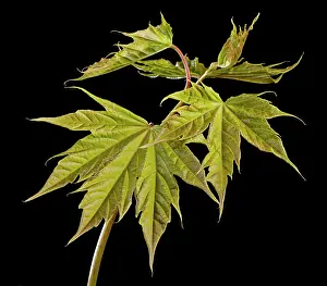 Pseudoplatanus: Sycamore Maple - leaf bud opening in spring