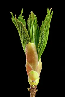 Pseudoplatanus: Sycamore Maple - leaf bud opening in spring