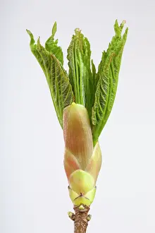 Pseudoplatanus: Sycamore Maple - leaf bud opening in spring