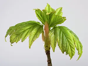 Pseudoplatanus: Sycamore Maple - leaf bud opening in spring