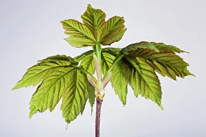 Pseudoplatanus: Sycamore Maple - leaf bud opening in spring