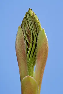 Pseudoplatanus: Sycamore Maple - leaf bud opening in spring
