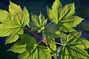 Pseudoplatanus: Sycamore / Maple leaves